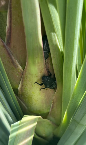 Yucca Weevil photo 3