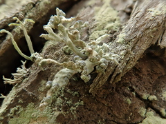 Niebla cephalota