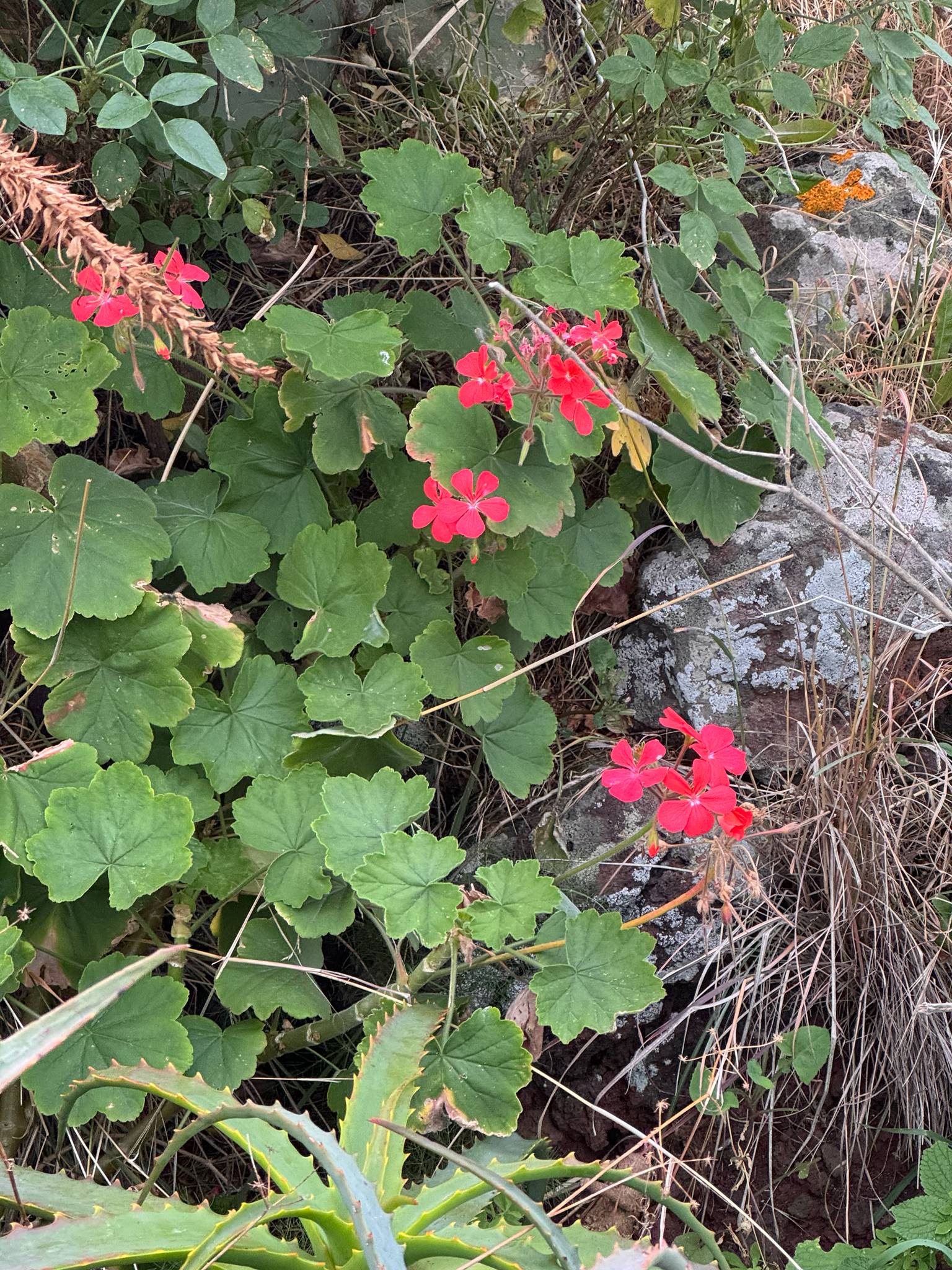 Scarlet Geranium (Pelargonium inquinans)