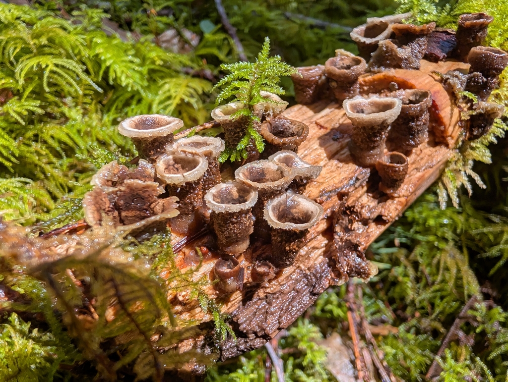 Nidula candida · March 2026 · photo: © drew_meyer (iNaturalist, cc0)