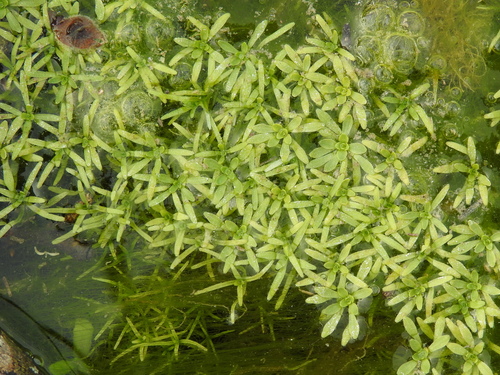 Large Water-starwort (Callitriche heterophylla)