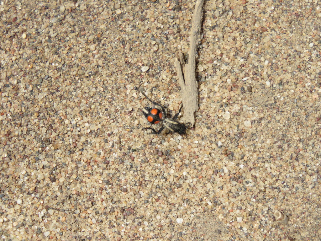 Traumatomutilla ocellaris