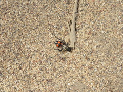 Traumatomutilla ocellaris