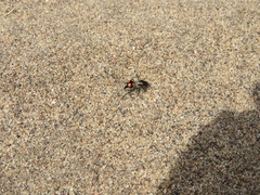 Traumatomutilla ocellaris