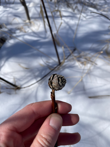 Unknown species found near Cranberry Rd, Finland, MN, US