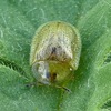 Eggplant Tortoise Beetle - Photo (c) dlbowls, some rights reserved (CC BY-NC), uploaded by dlbowls