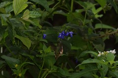 Microstilbon burmeisteri