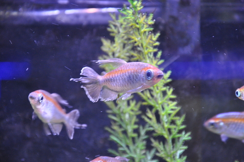 Congo Tetra