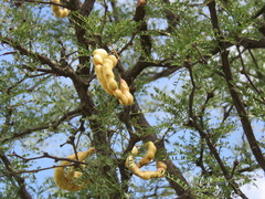Prosopis caldenia