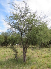 Prosopis caldenia