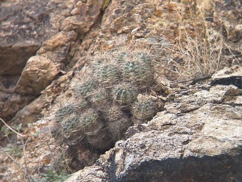 Echinocereus arizonicus