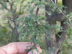 Prosopis caldenia