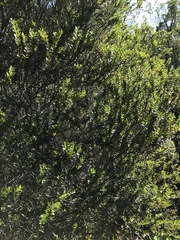 Metrosideros stipularis