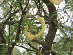 Prosopis caldenia