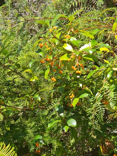 Coprosma lucida observed 2026-03-14