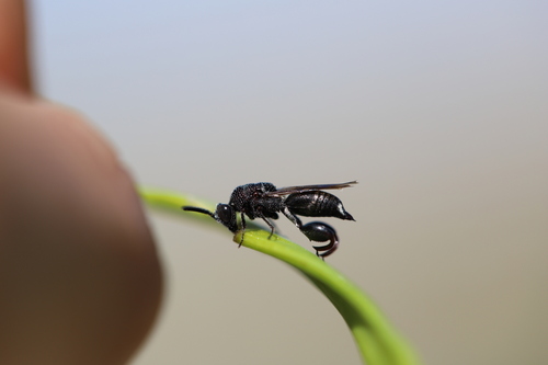 iNaturalist observation photo of Acanthochalcis