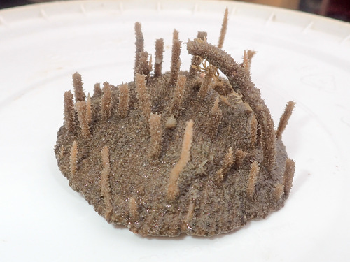 Representative image of Lafoeina