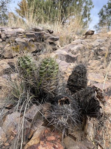 Arizona Hedgehog Cactus (Echinocereus arizonicus)