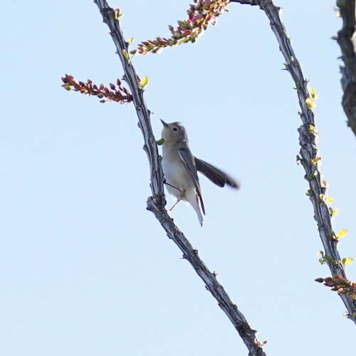 Lucy's Warbler (Leiothlypis luciae), photo 5