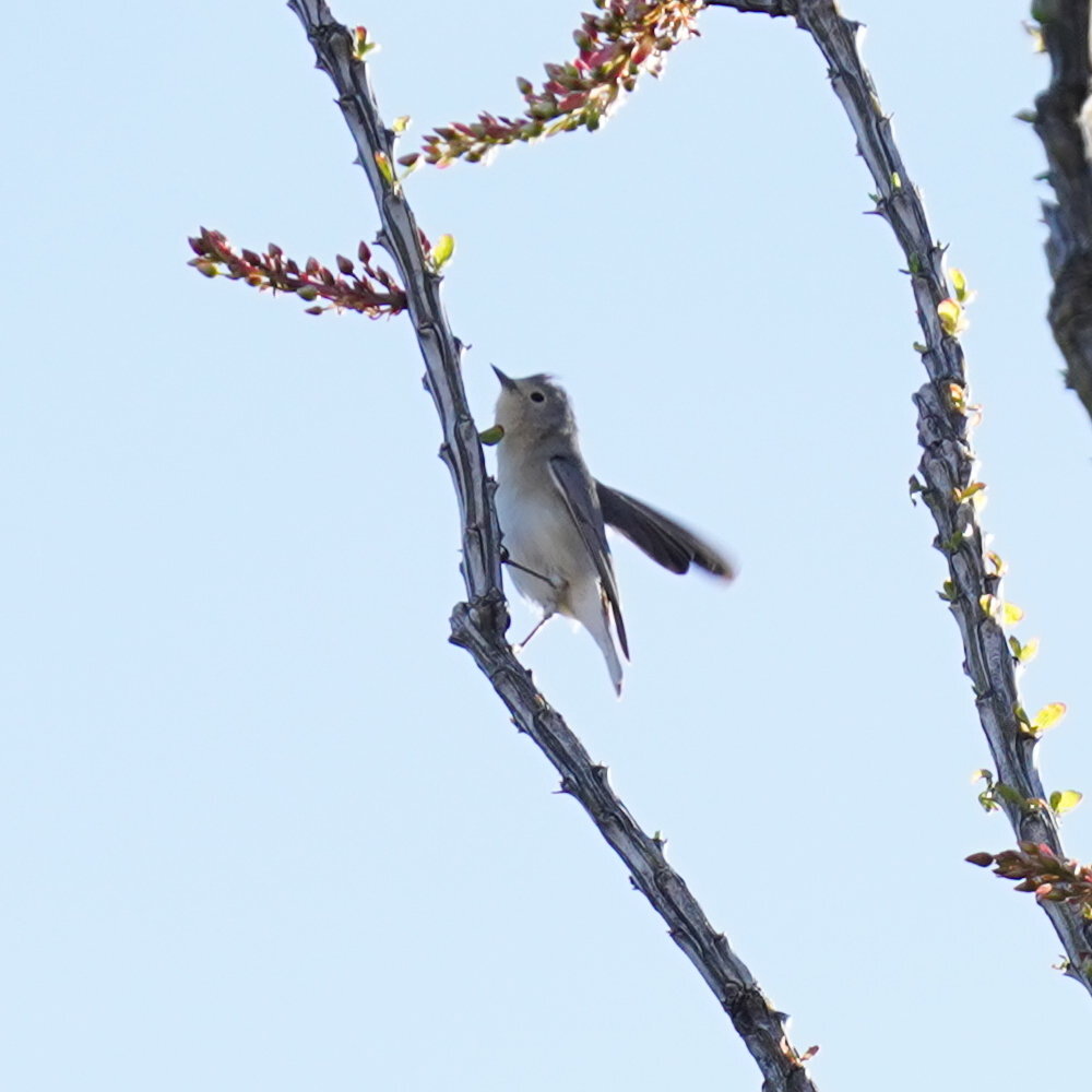 Lucy's Warbler (Leiothlypis luciae), photo 5