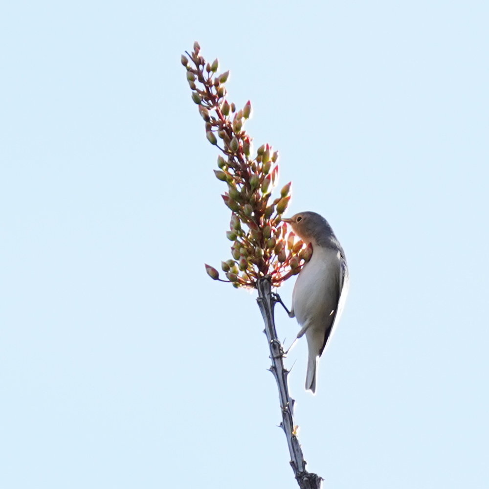 Lucy's Warbler (Leiothlypis luciae), photo 4