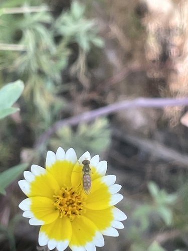 Unknown species found near Halison St, Torrance, CA, US