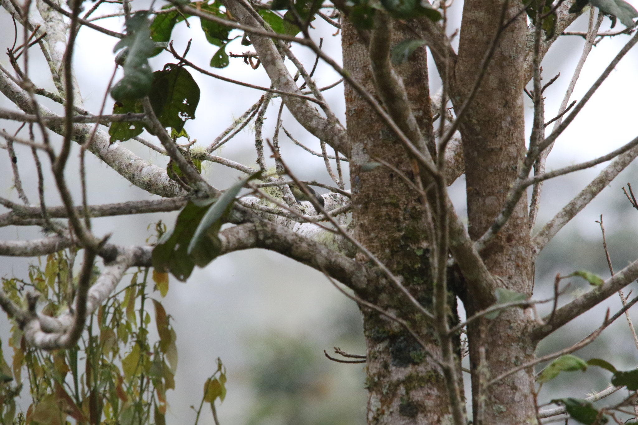 Spectacled Longbill (Oedistoma iliolophus), photo 9