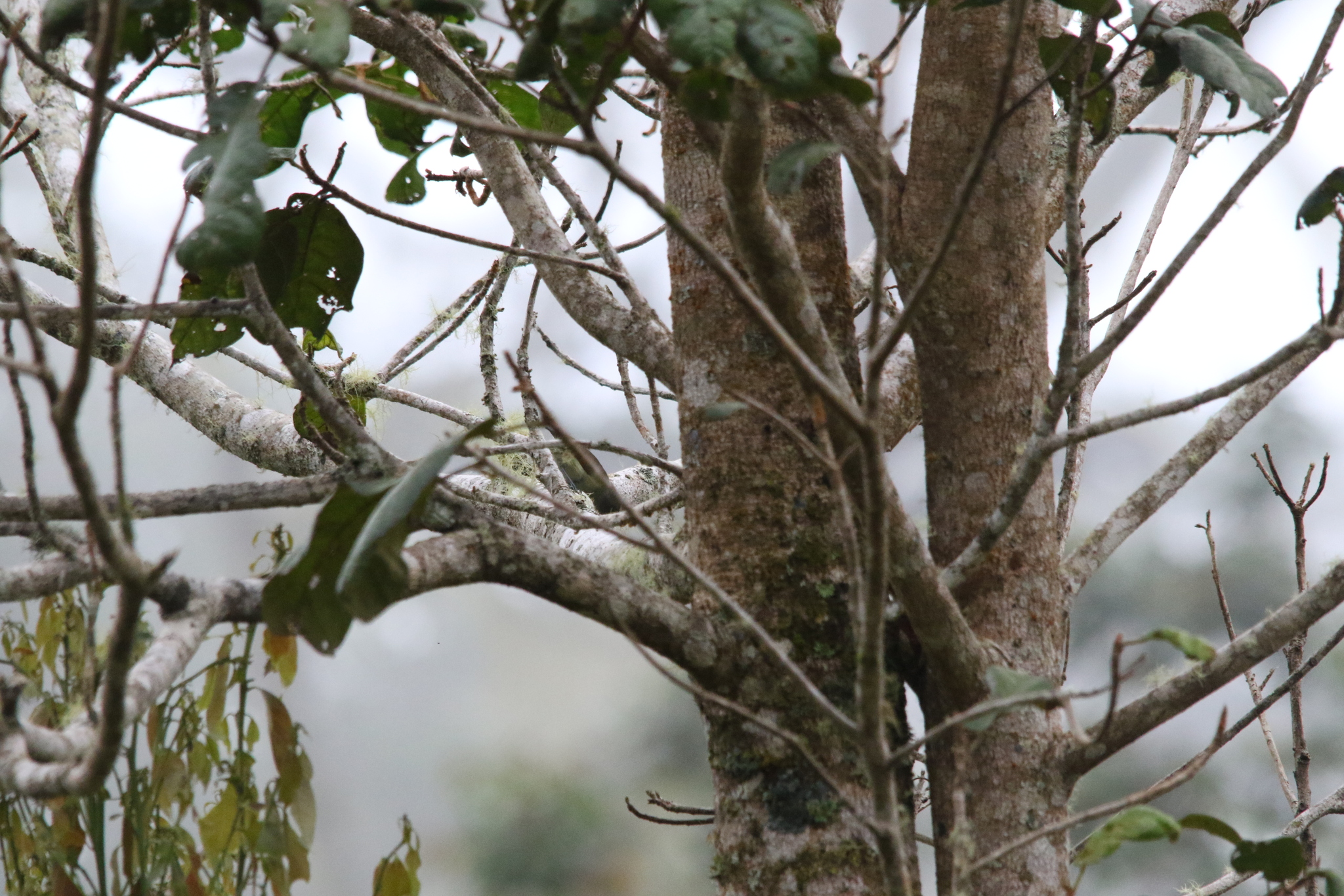 Spectacled Longbill (Oedistoma iliolophus), photo 8