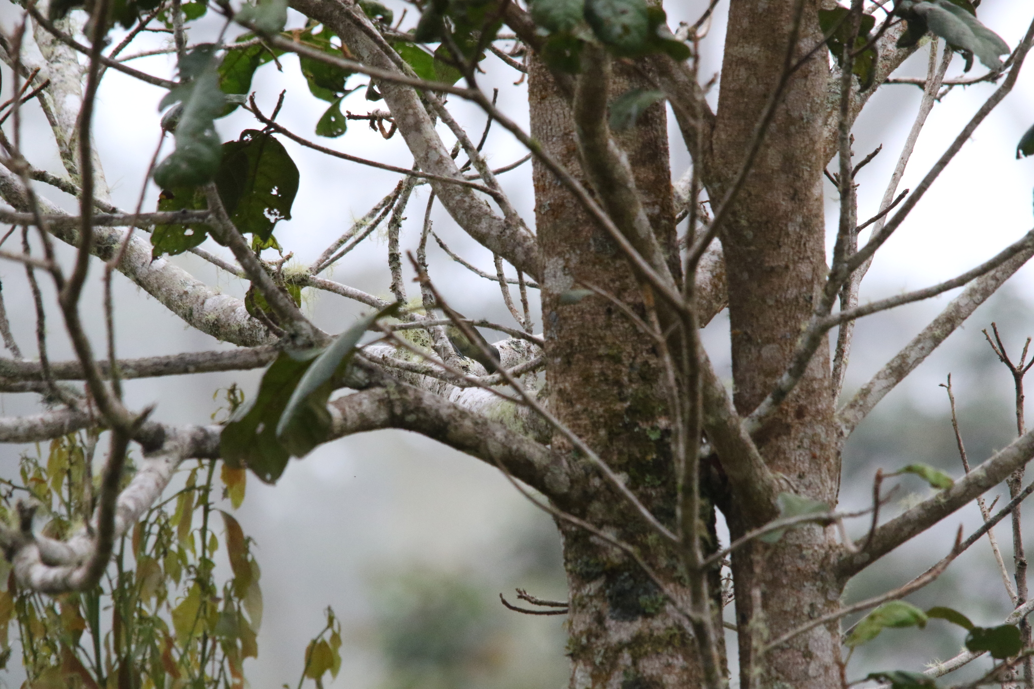 Spectacled Longbill (Oedistoma iliolophus), photo 7