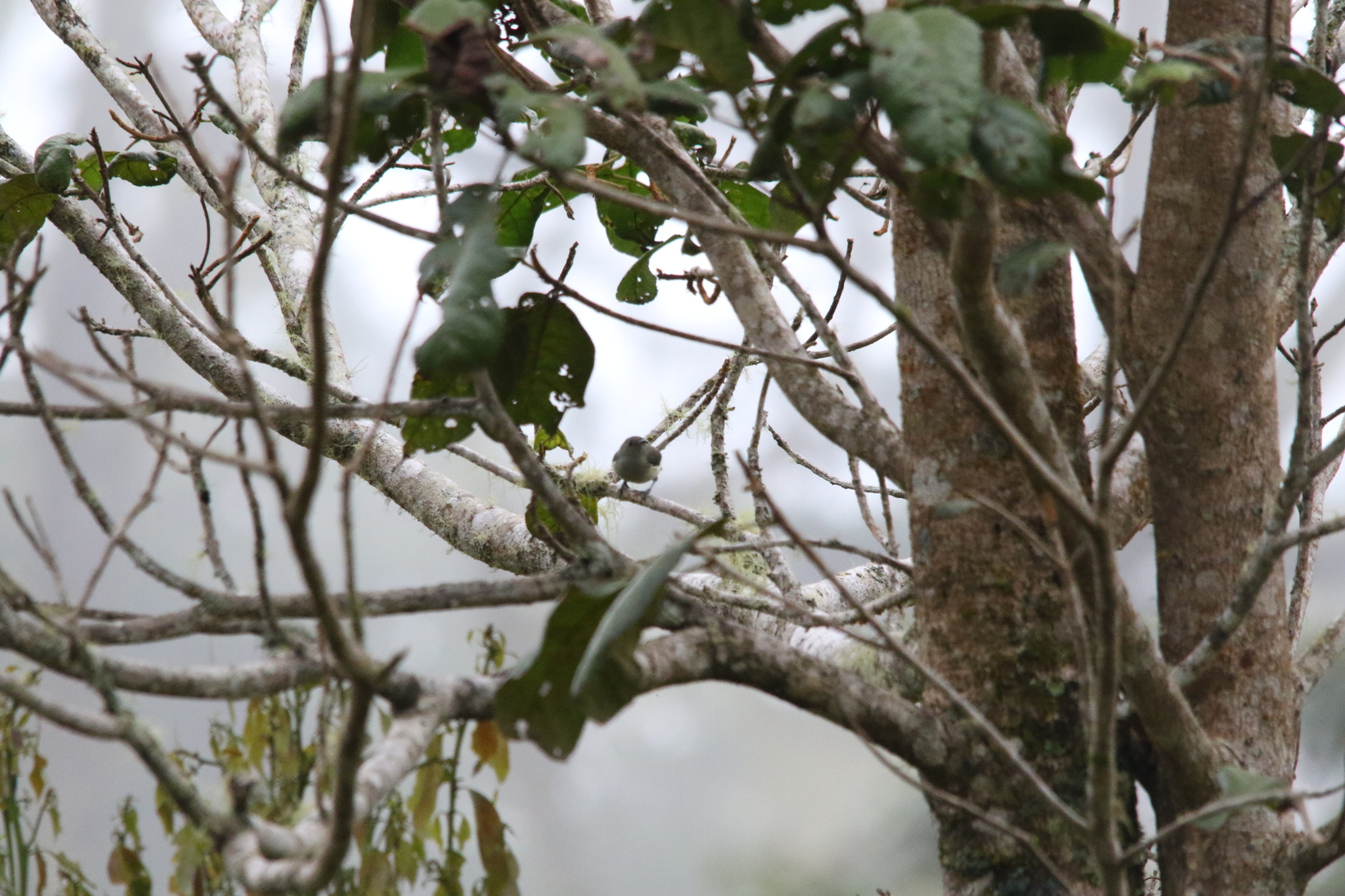 Spectacled Longbill (Oedistoma iliolophus), photo 5