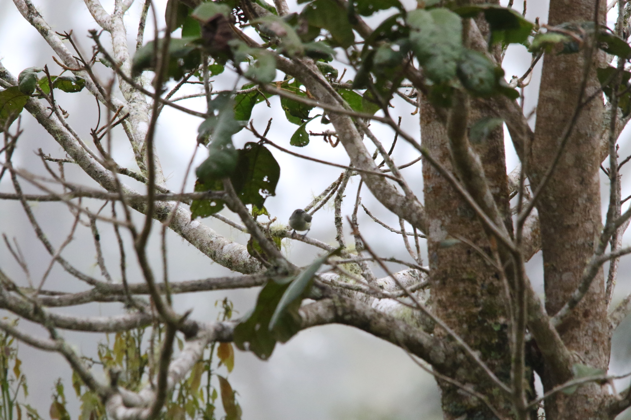 Spectacled Longbill (Oedistoma iliolophus), photo 6
