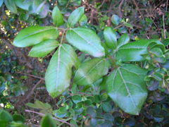 Lardizabala biternata