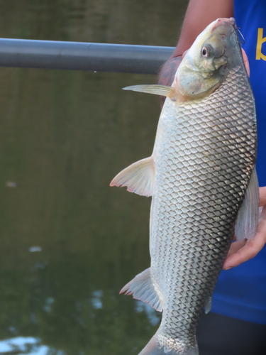 Prochilodus lineatus