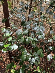 Luma apiculata