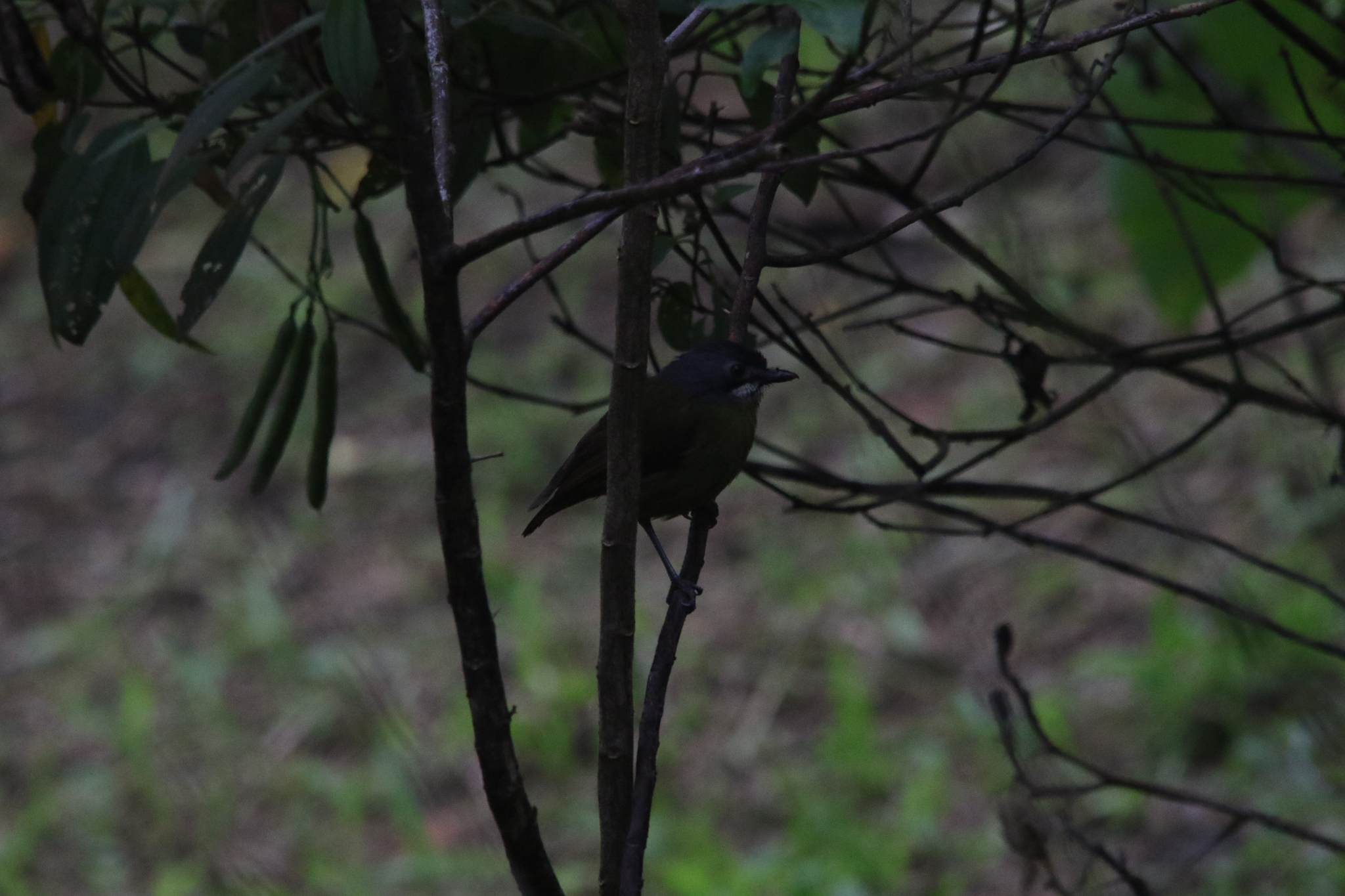 Green-backed Robin (Pachycephalopsis hattamensis), photo 6