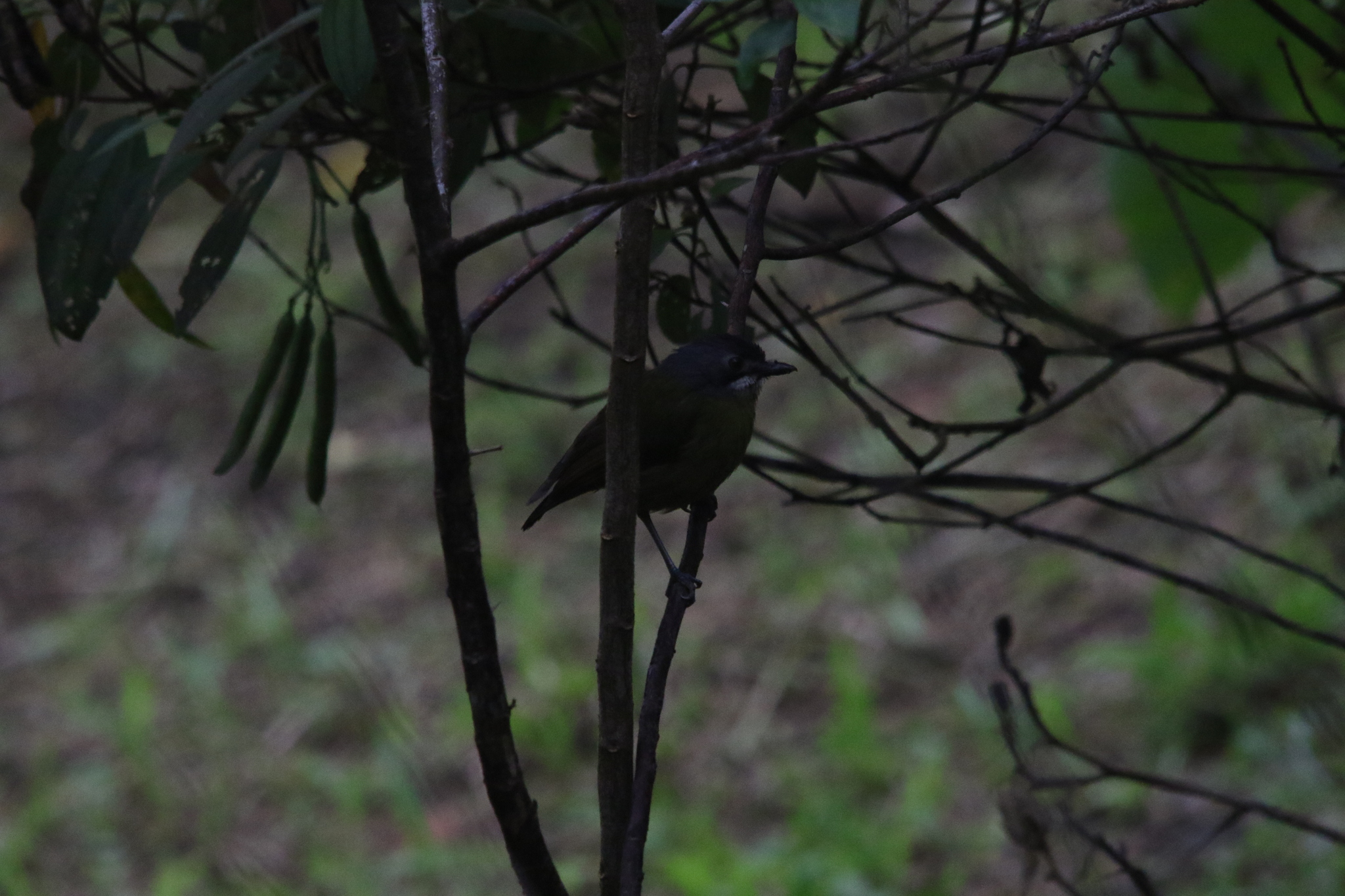 Green-backed Robin (Pachycephalopsis hattamensis), photo 5