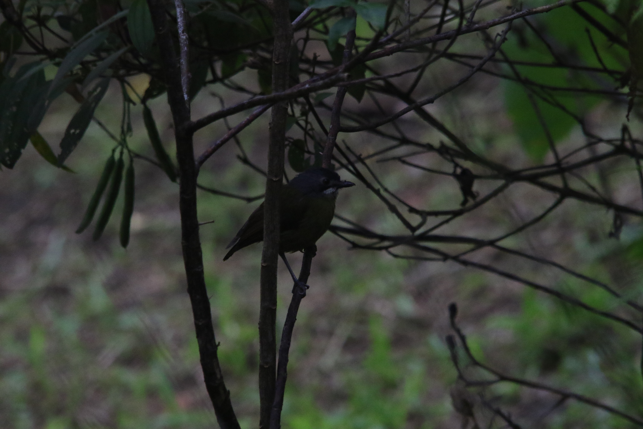Green-backed Robin (Pachycephalopsis hattamensis), photo 7