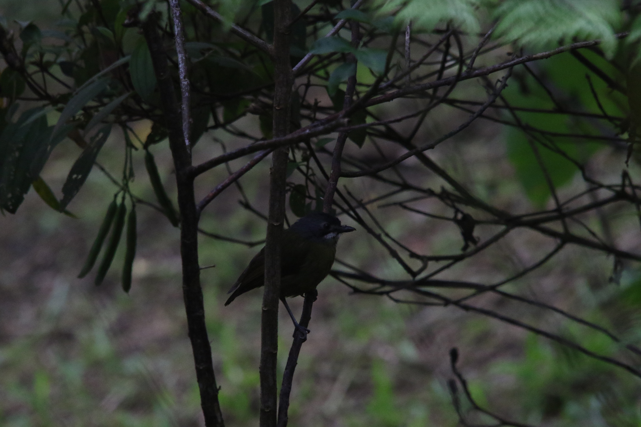 Green-backed Robin (Pachycephalopsis hattamensis), photo 9