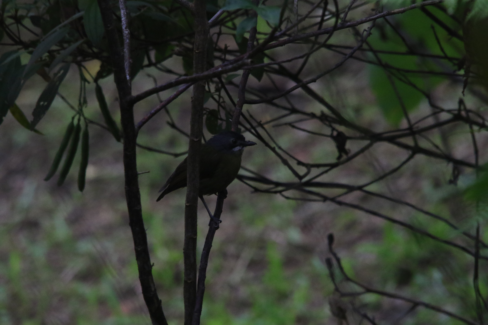 Green-backed Robin (Pachycephalopsis hattamensis), photo 8