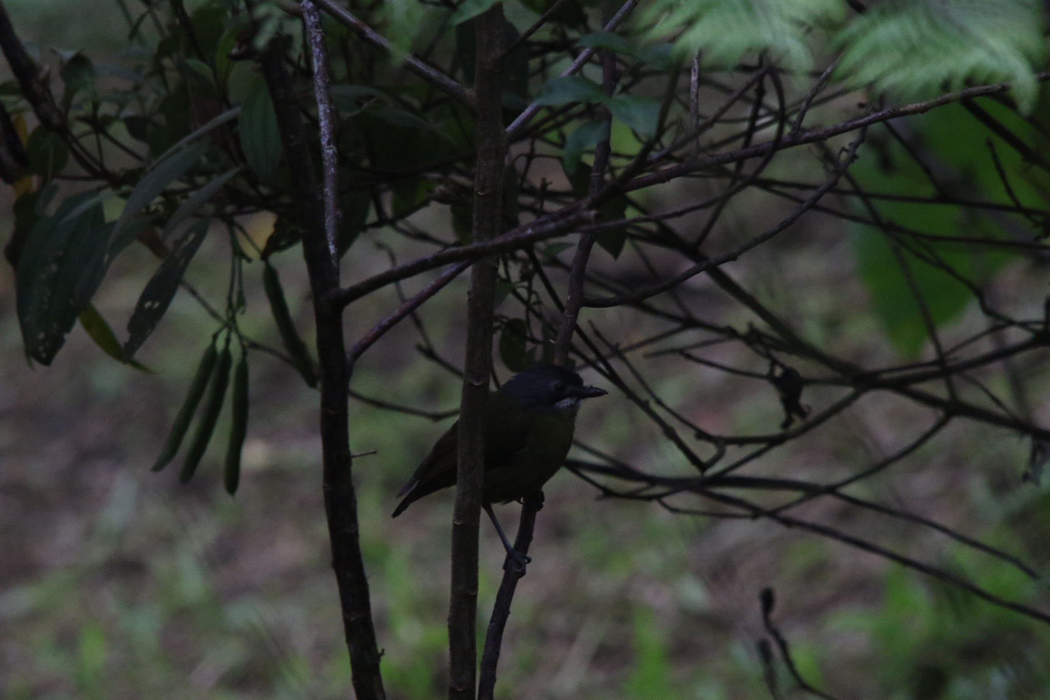 Green-backed Robin (Pachycephalopsis hattamensis), photo 10