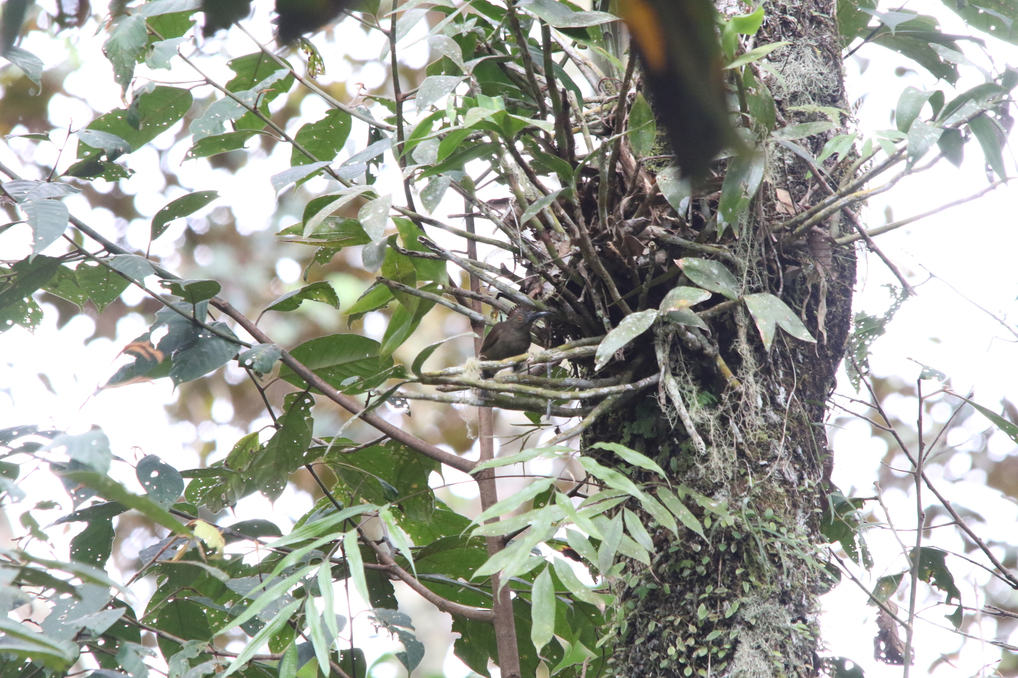 Long-billed Honeyeater (Melilestes megarhynchus), photo 2