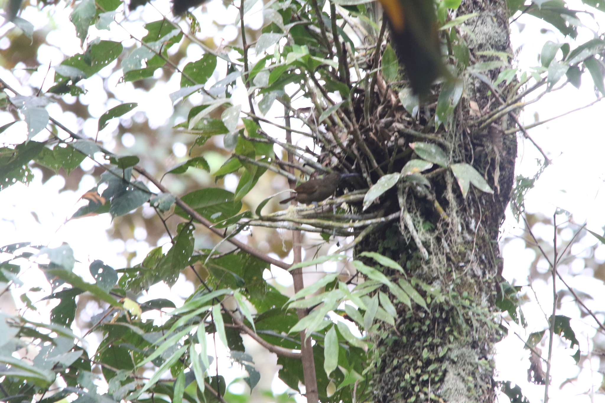 Long-billed Honeyeater (Melilestes megarhynchus), photo 3