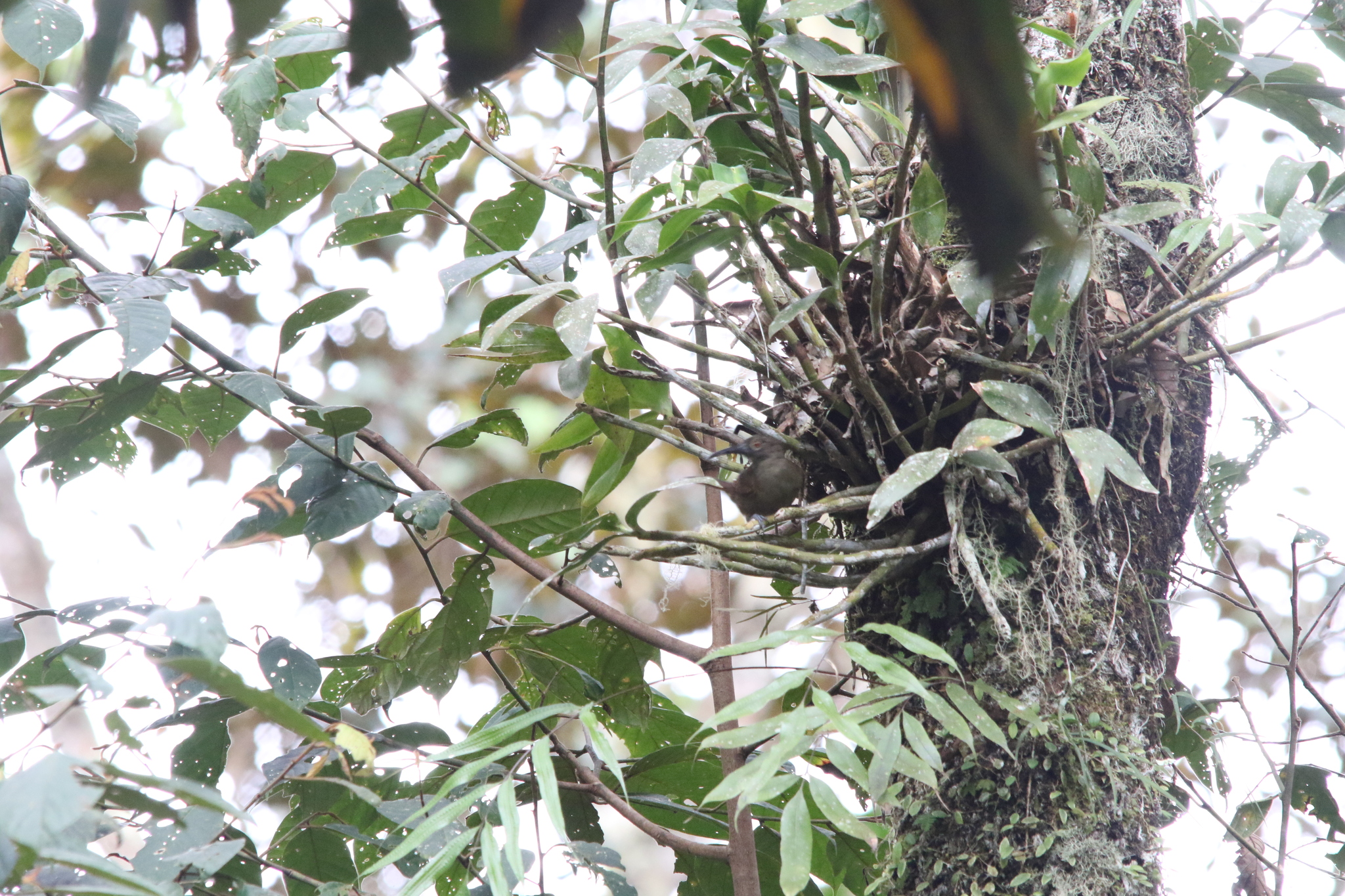 Long-billed Honeyeater (Melilestes megarhynchus), photo 5