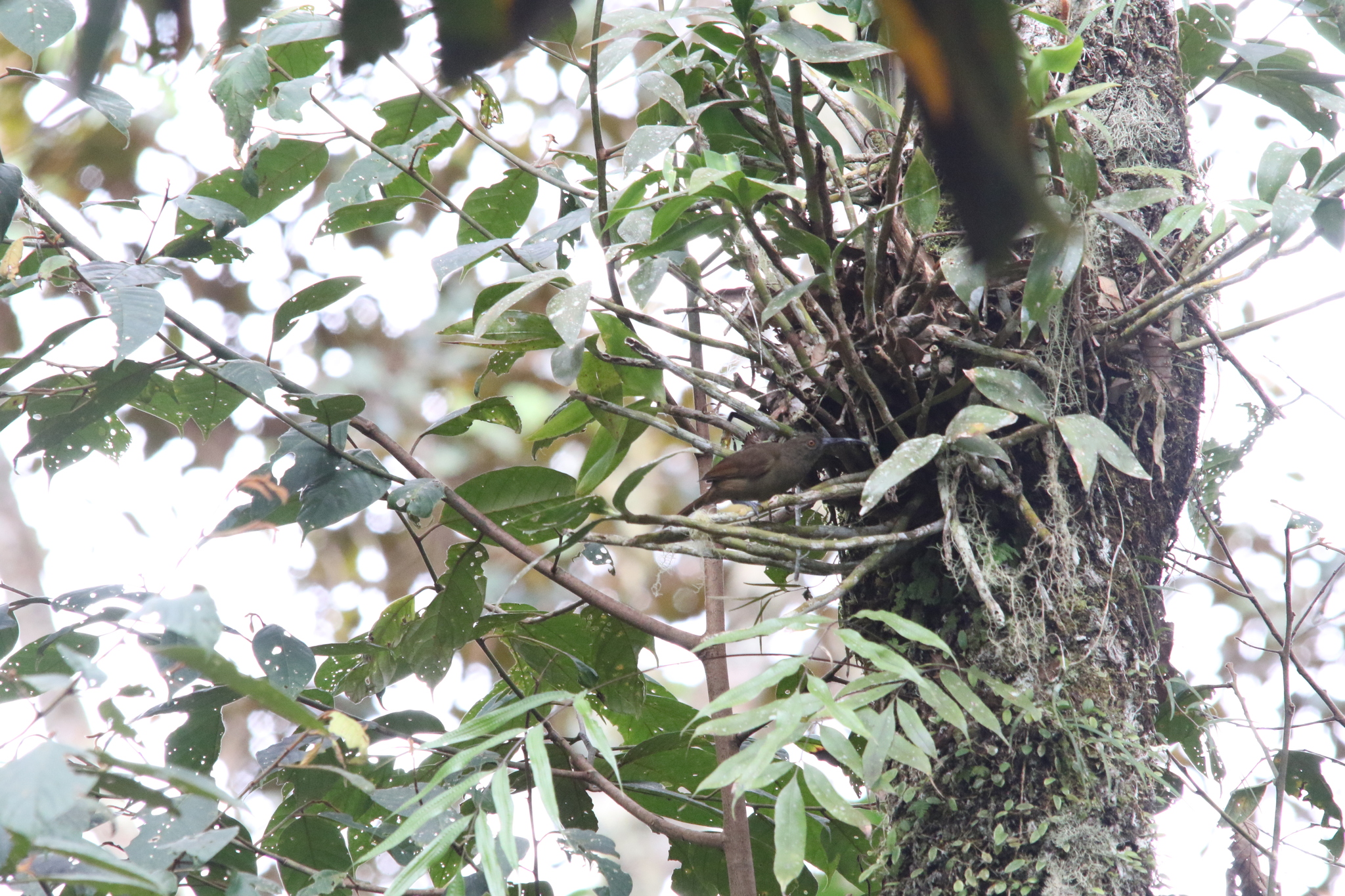 Long-billed Honeyeater (Melilestes megarhynchus), photo 4