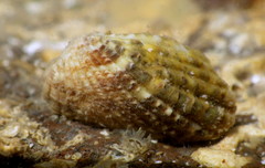 Carditamera affinis image