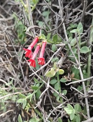 Gambelia juncea, photograph author not stated, no rights reserved
