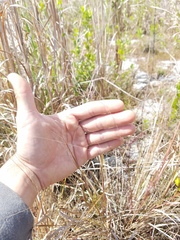 Eragrostis elliottii
