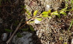 Ludwigia repens