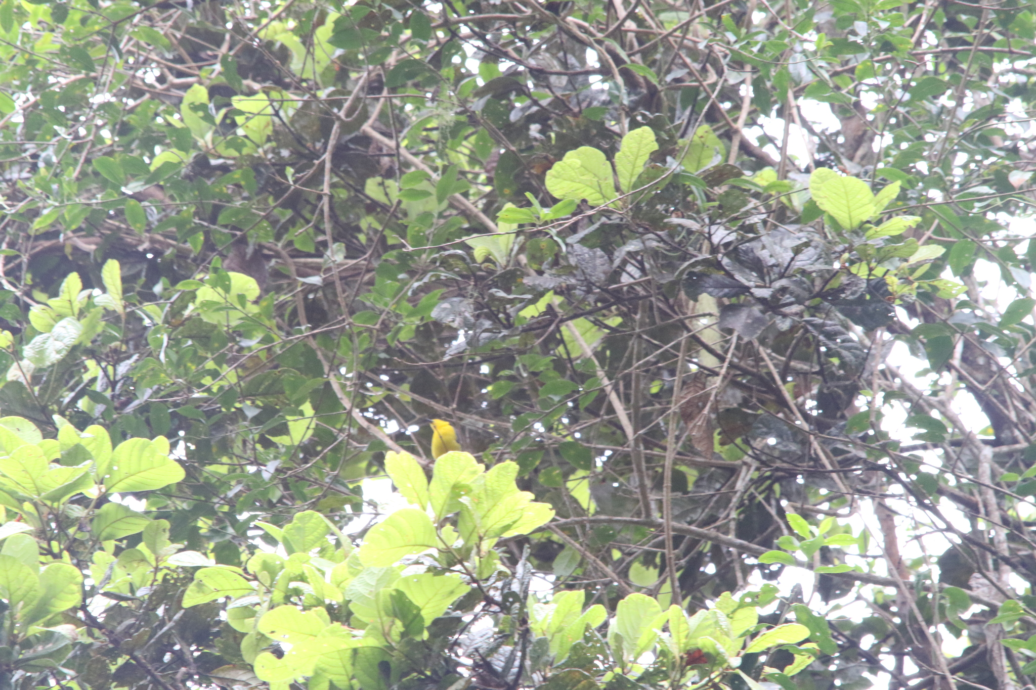 Goldenface (Pachycare flavogriseum), photo 6