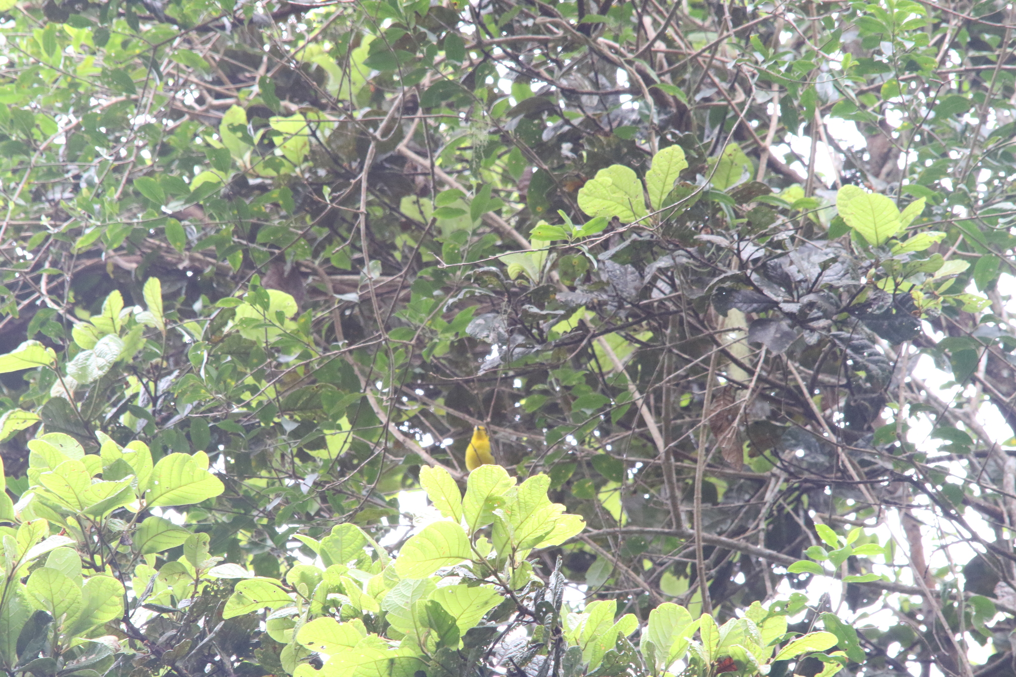 Goldenface (Pachycare flavogriseum), photo 5